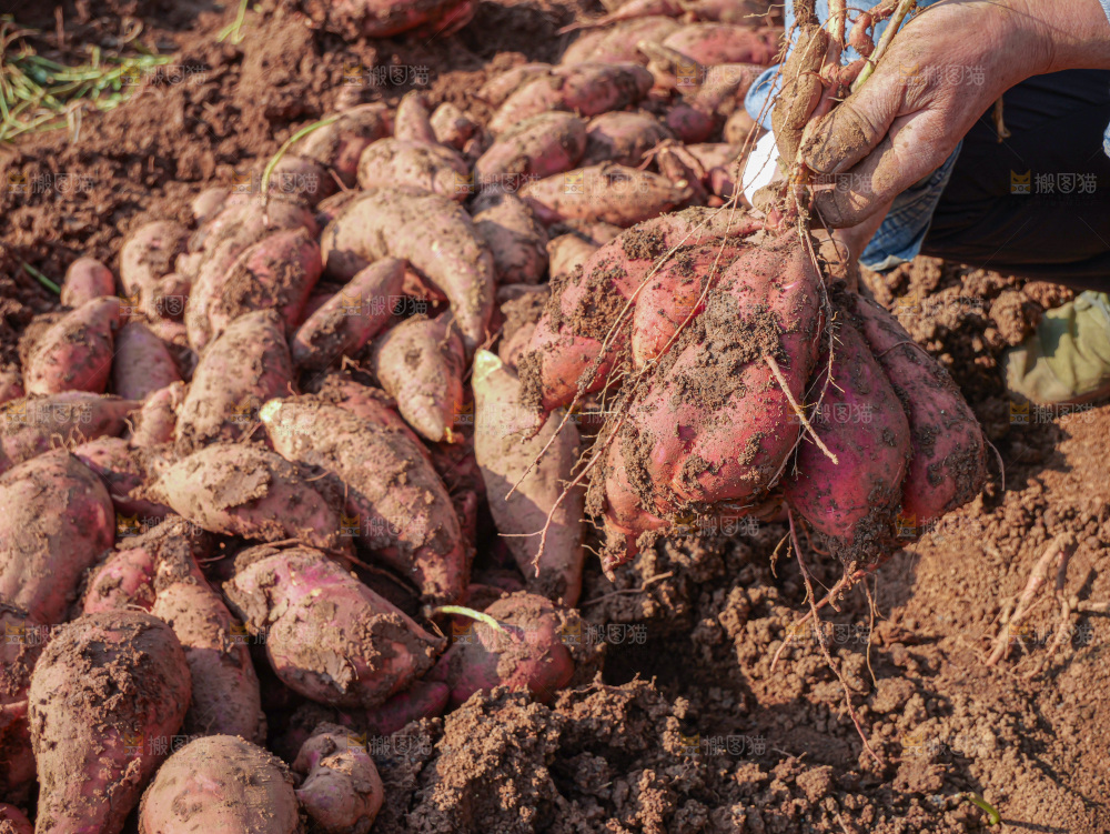 红薯