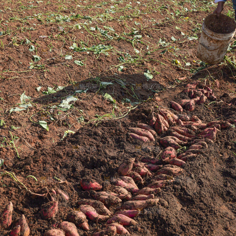红薯