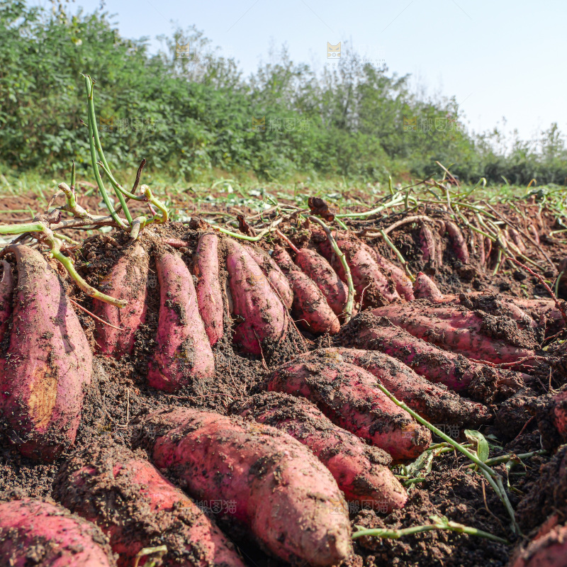 红薯