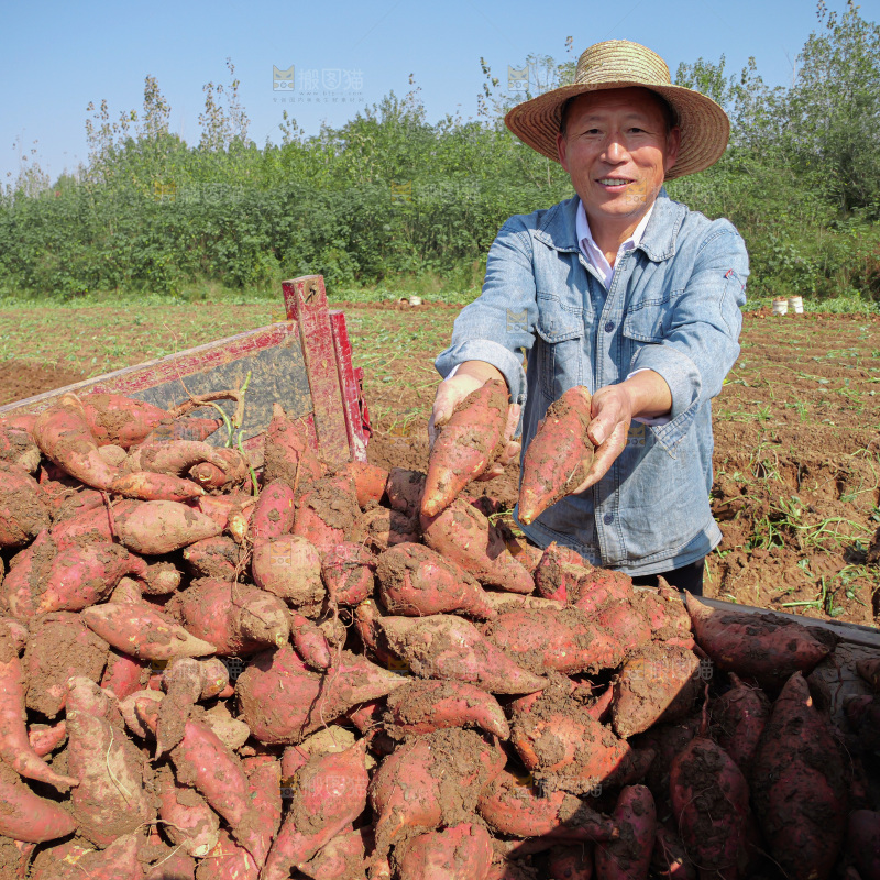 红薯