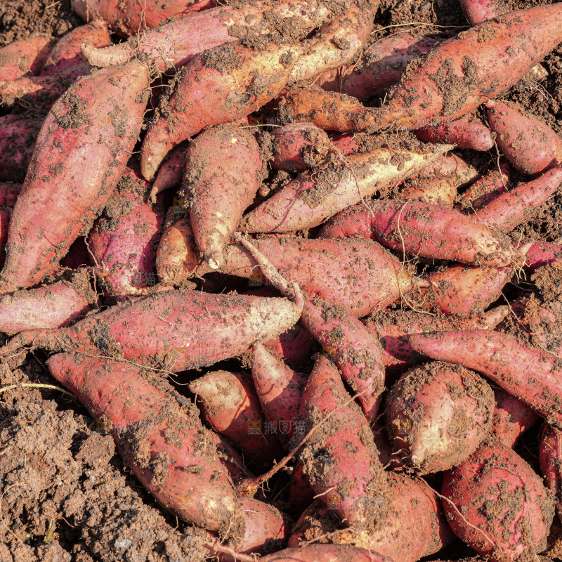 红薯