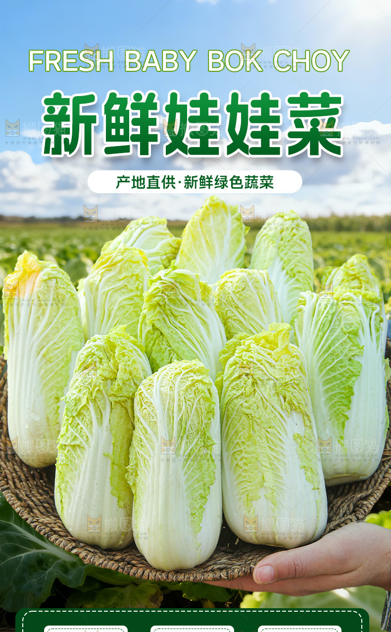 新鲜娃娃菜详情页