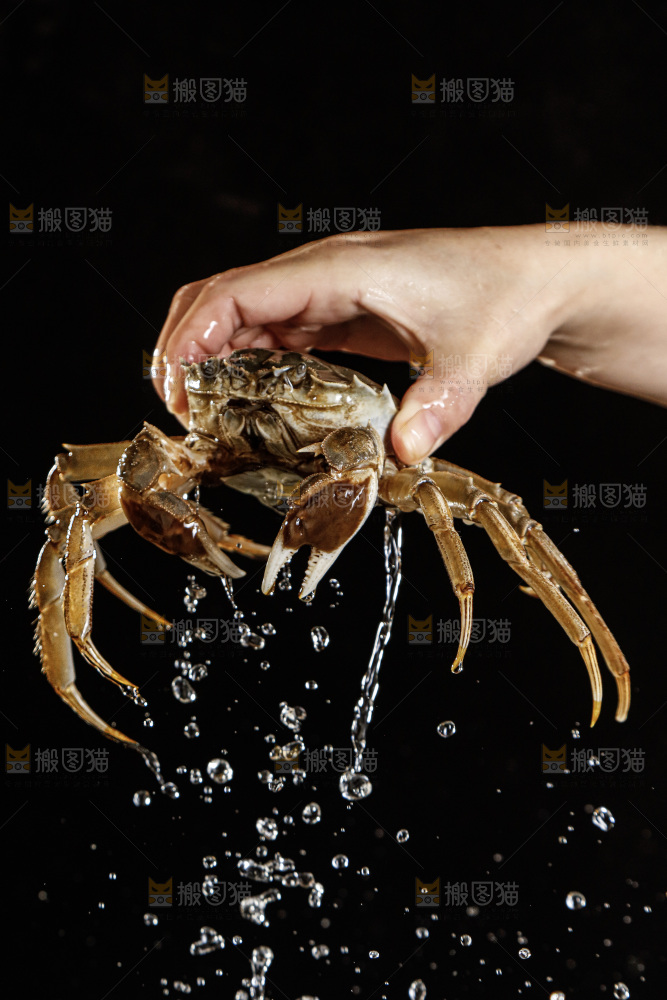 大闸蟹