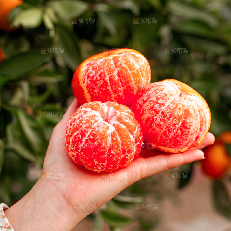 红橘