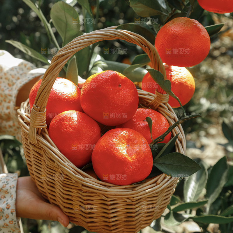古红桔