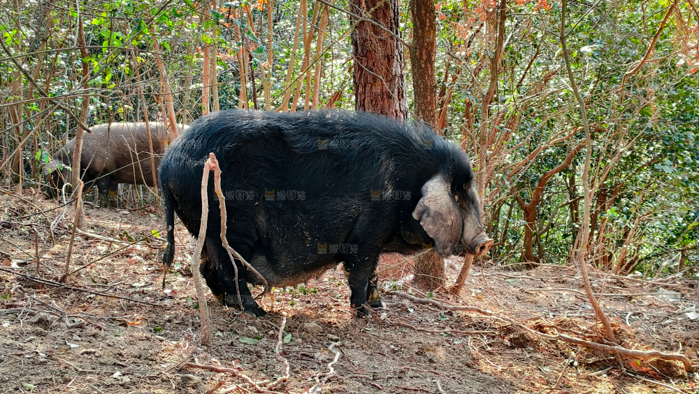 黑猪