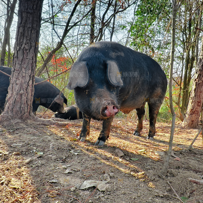 黑猪