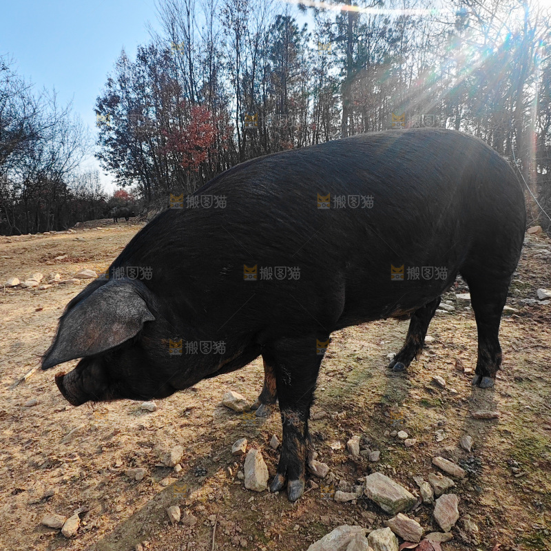 黑猪