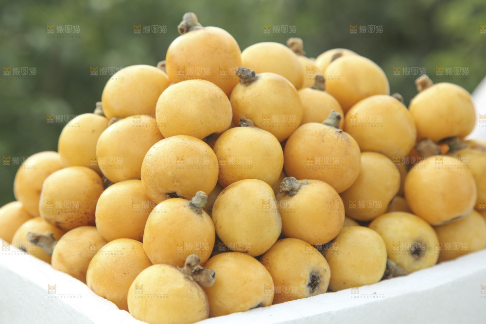 白玉枇杷
