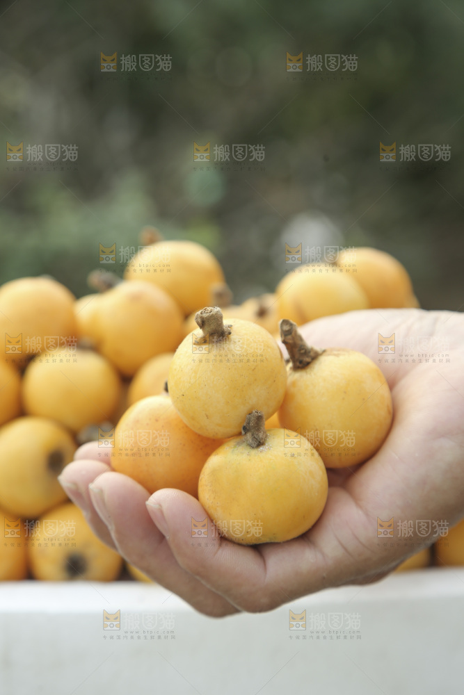白玉枇杷