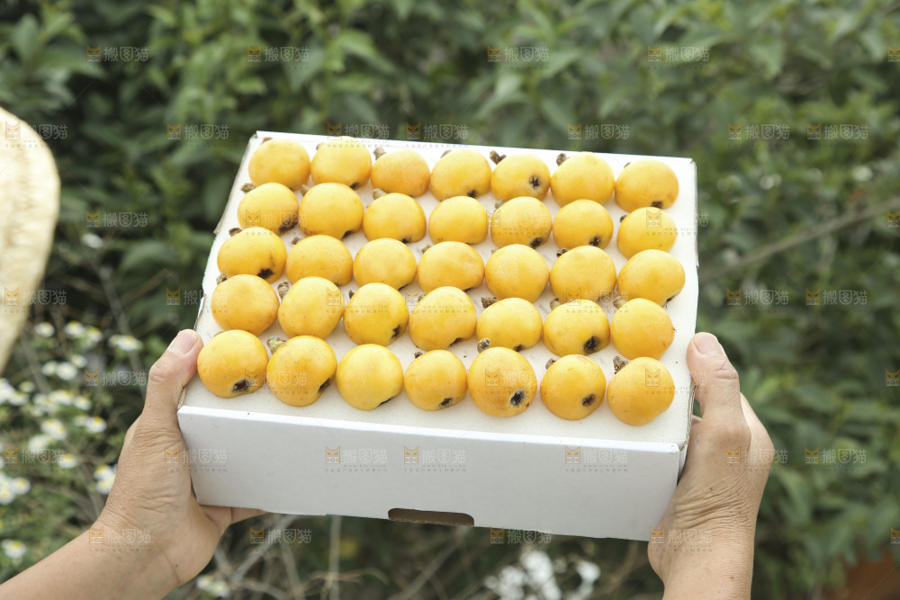白玉枇杷