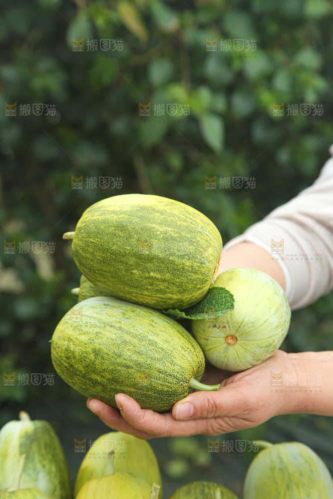 星甜金冠蜜瓜