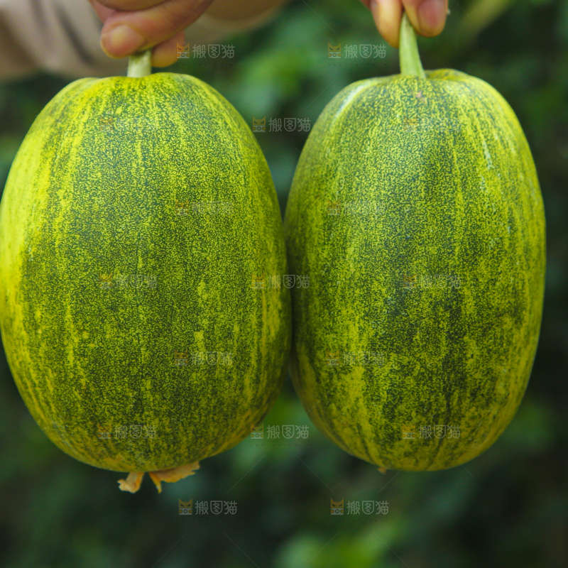 星甜金冠蜜瓜