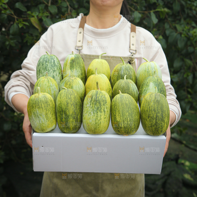 星甜金冠蜜瓜