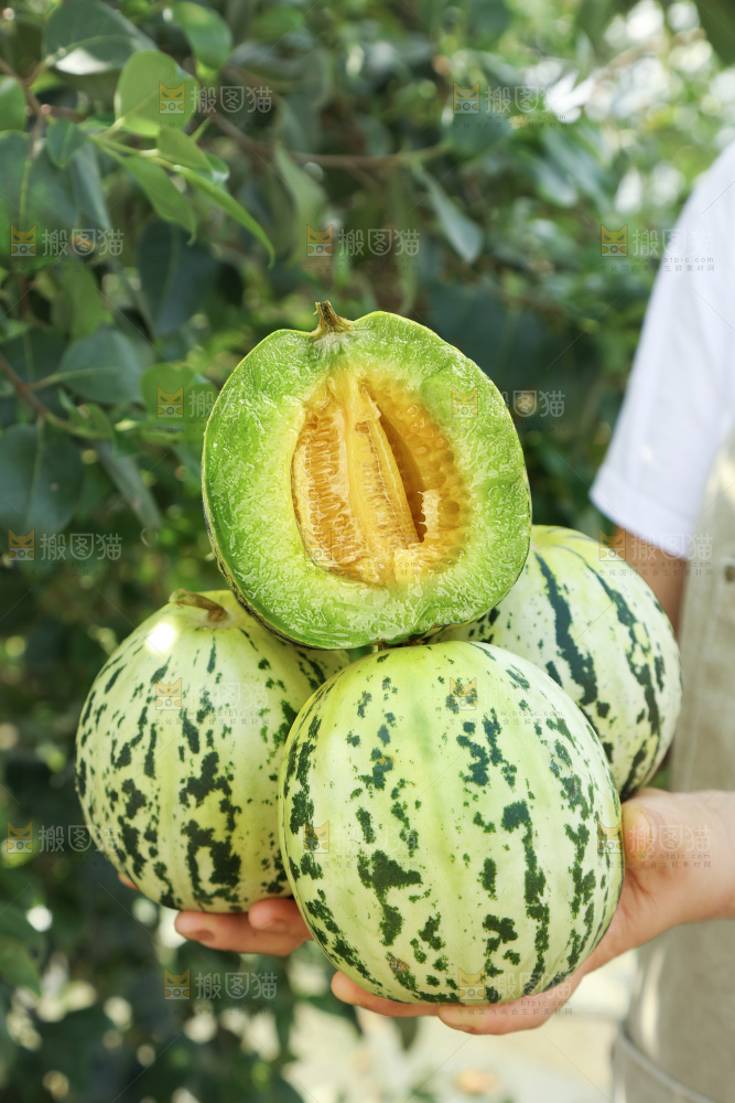 花蕾甜瓜