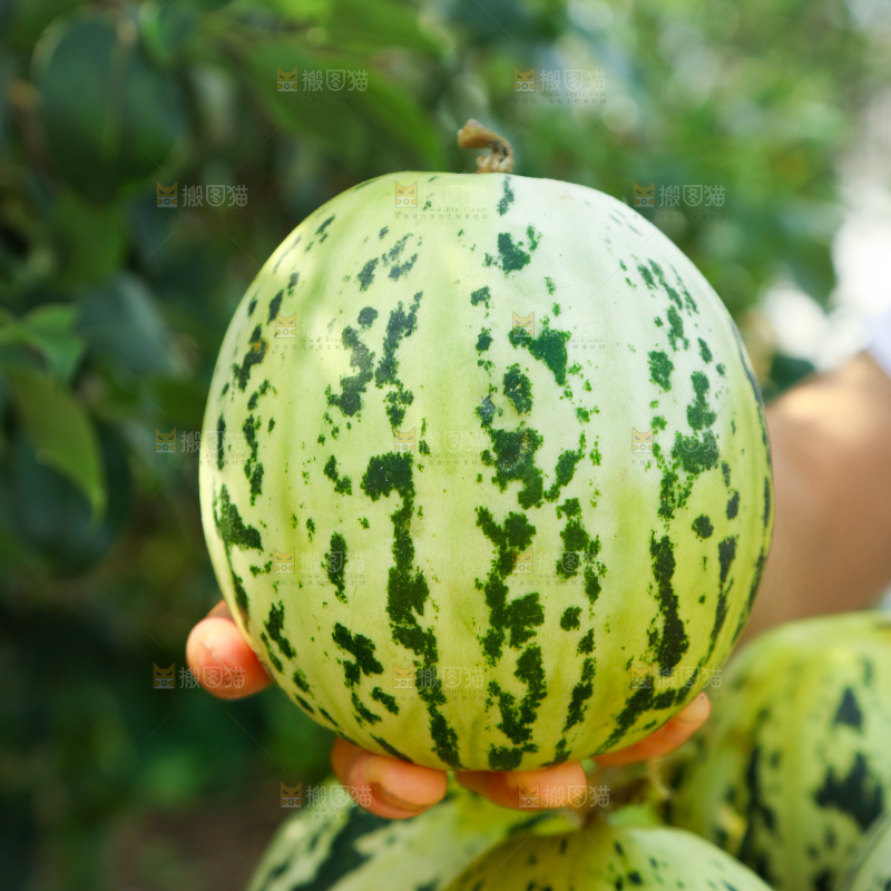 花蕾甜瓜