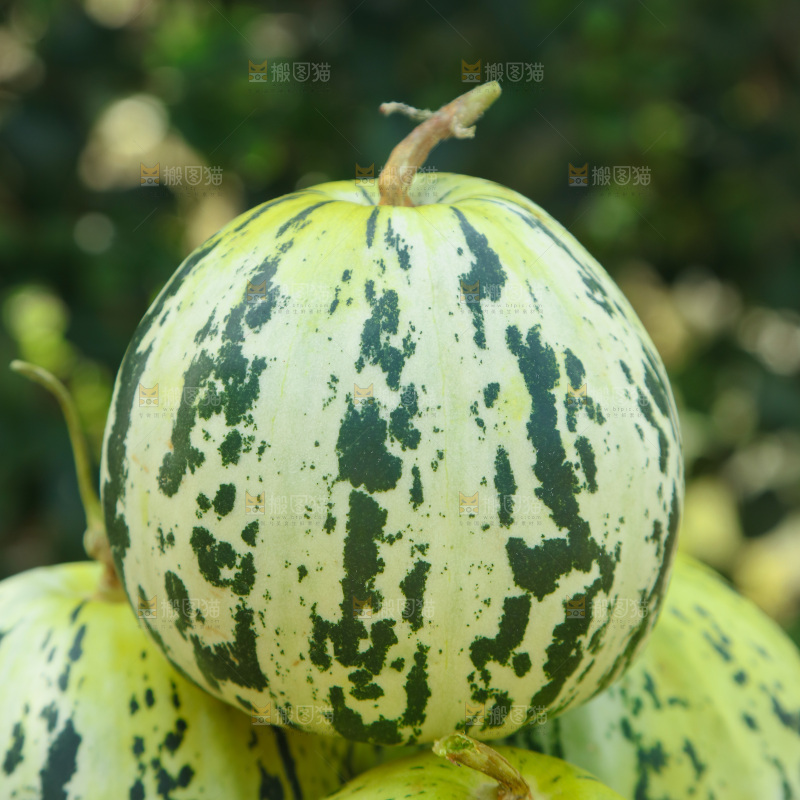 花蕾甜瓜
