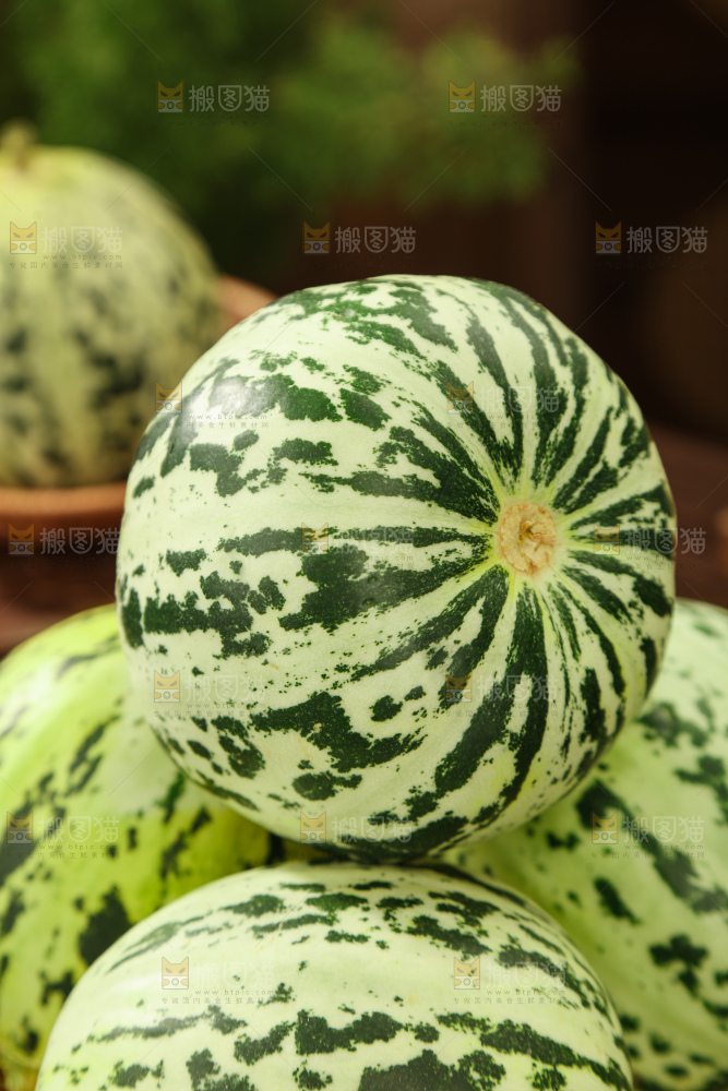 花蕾甜瓜