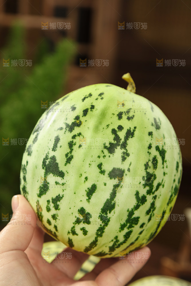 花蕾甜瓜