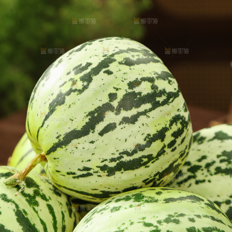 花蕾甜瓜