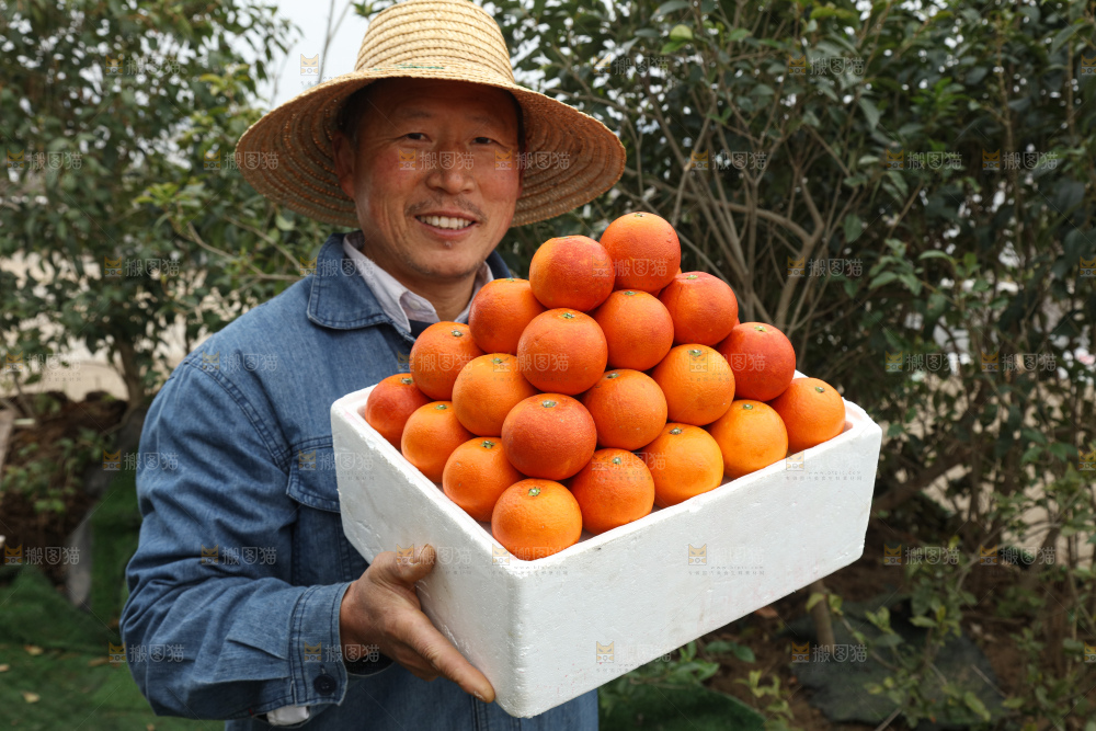 塔罗科血橙