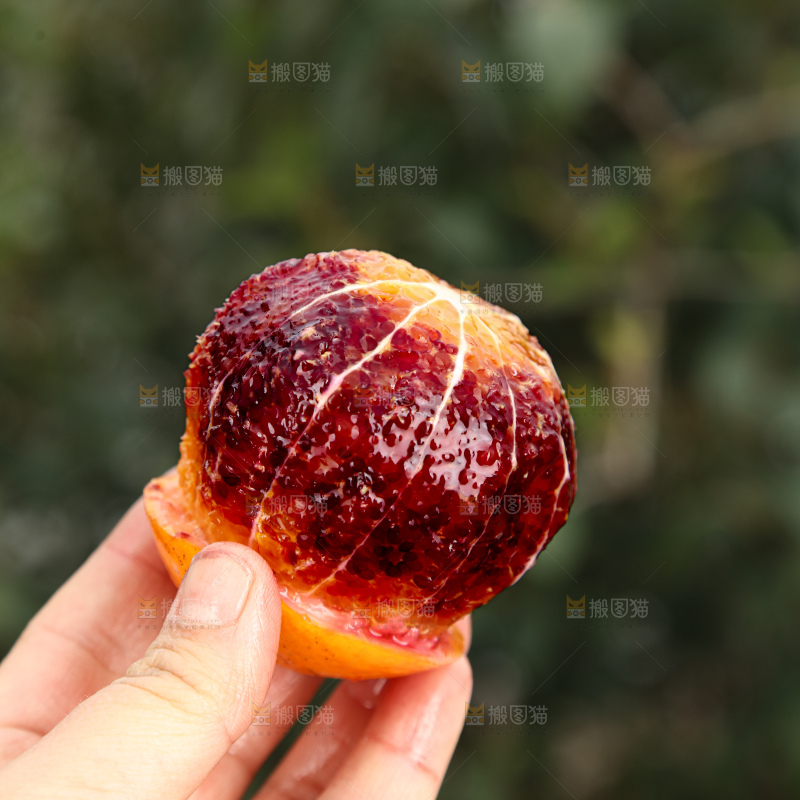 塔罗科血橙