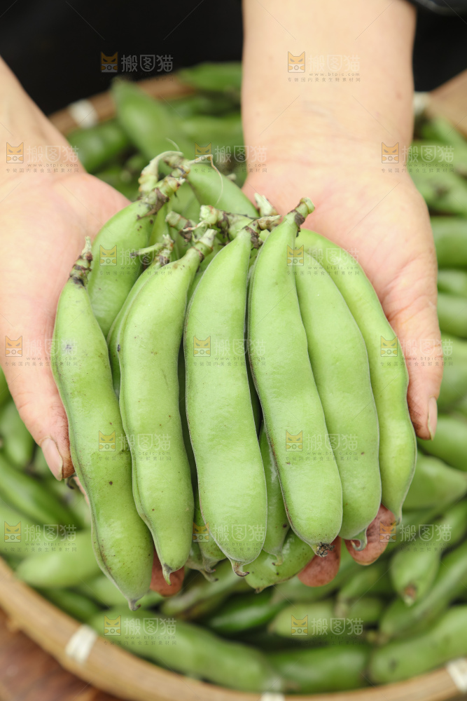 蚕豆