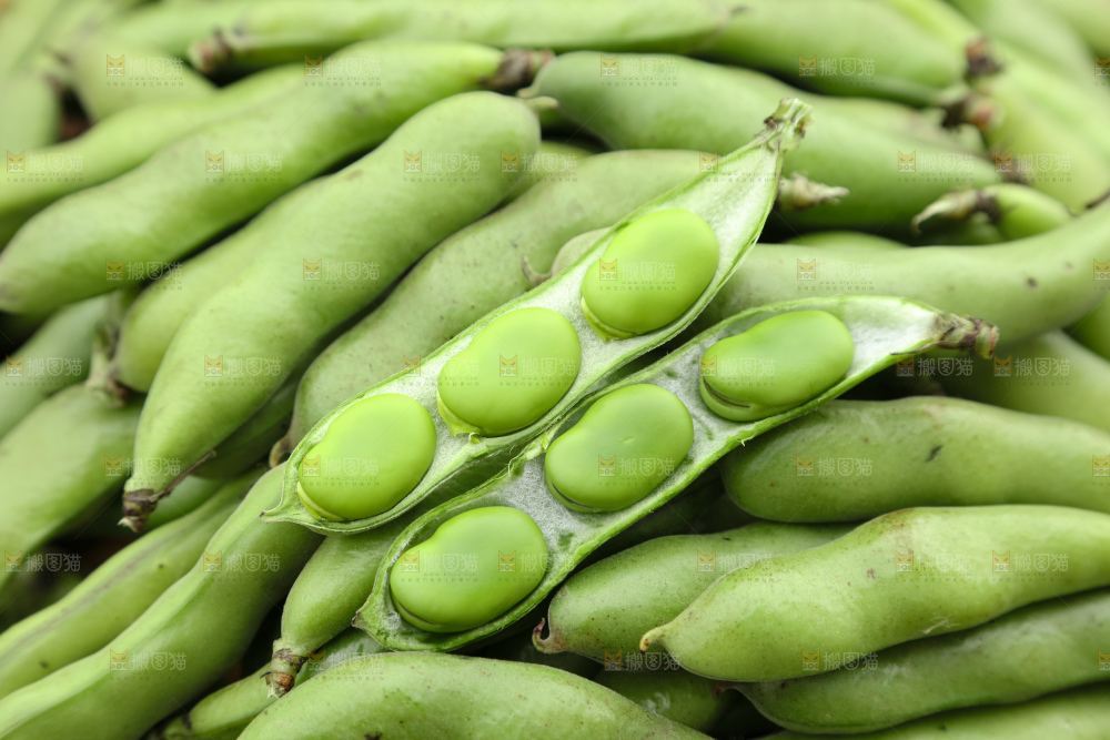 蚕豆