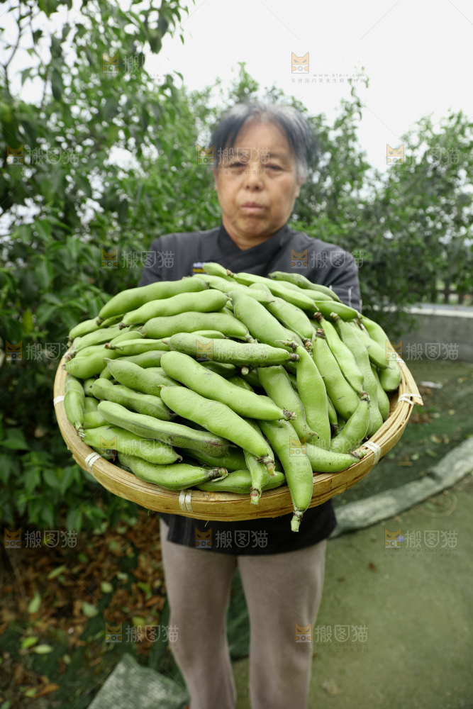 蚕豆