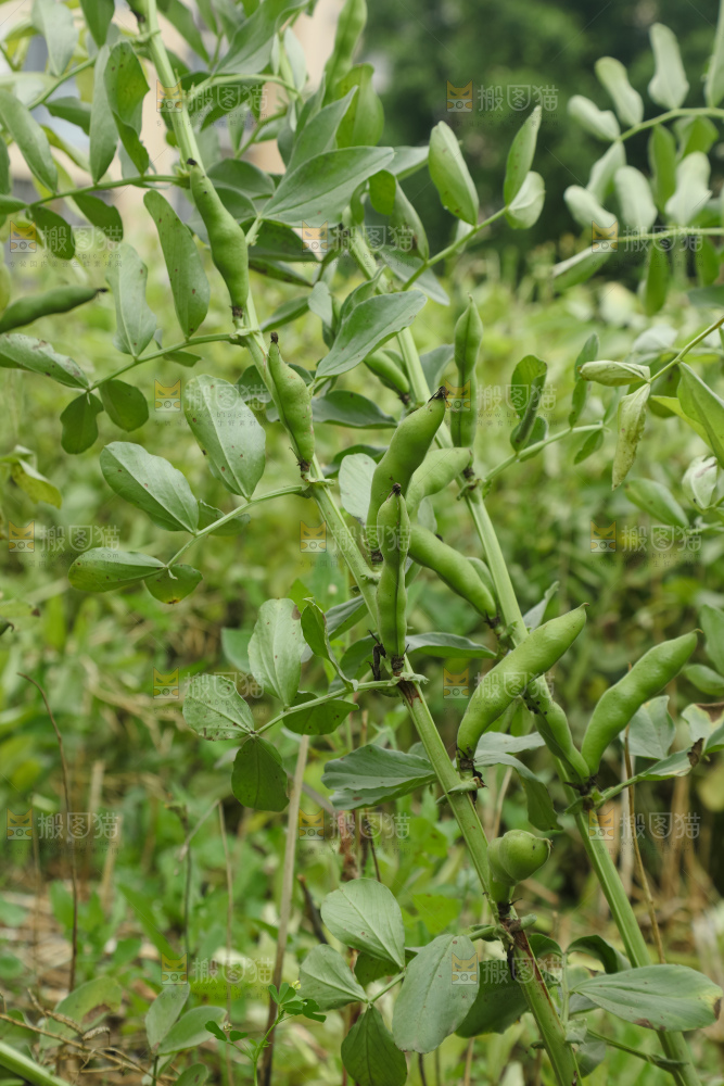 蚕豆 蚕豆田