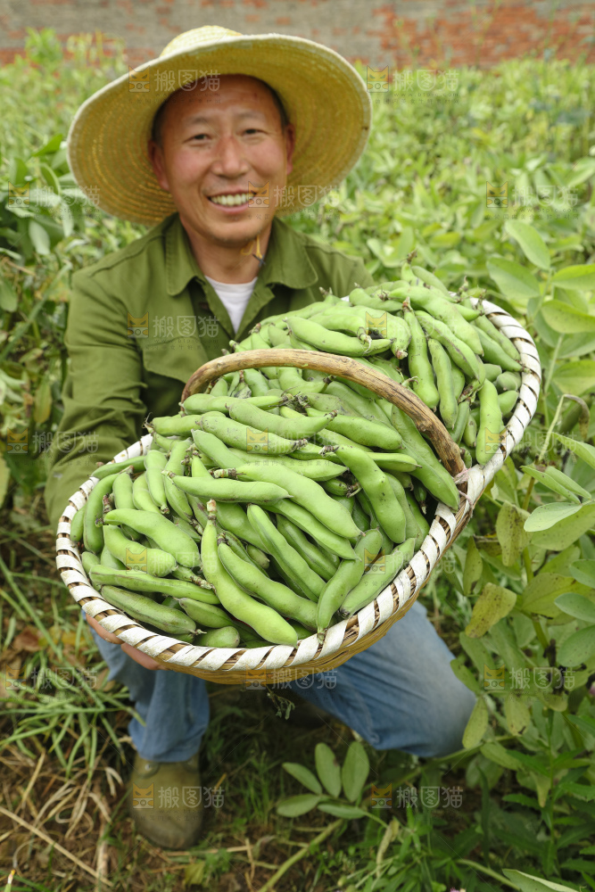 蚕豆