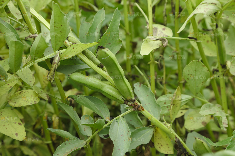 蚕豆 蚕豆田