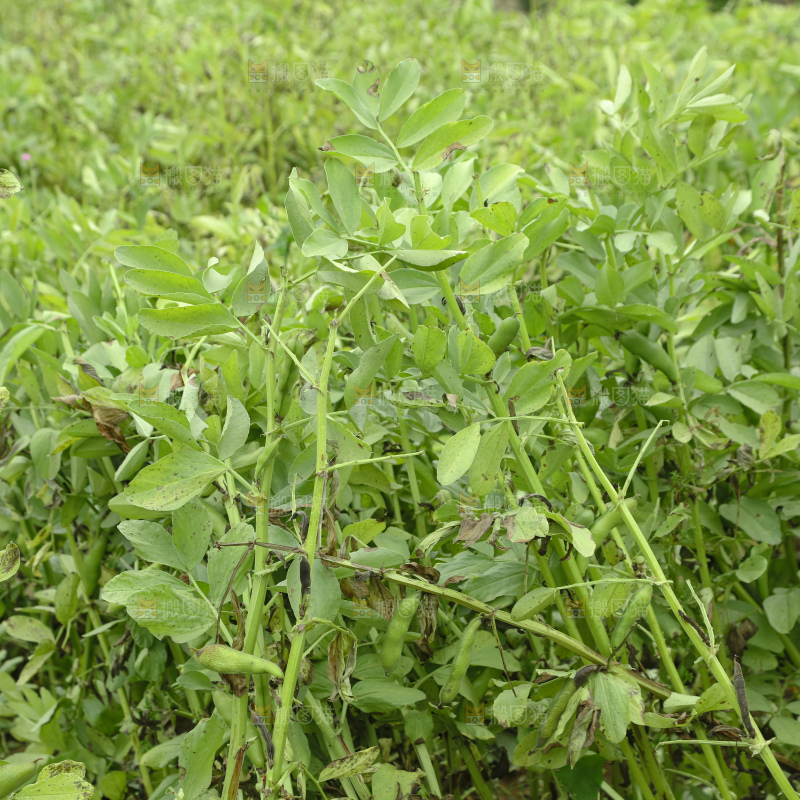 蚕豆 蚕豆田