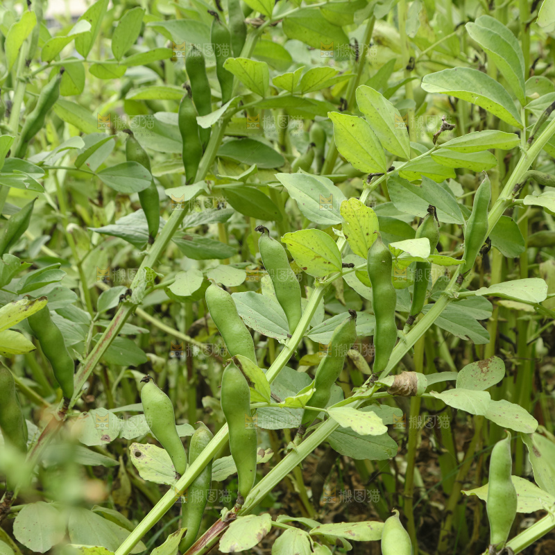 蚕豆 蚕豆田