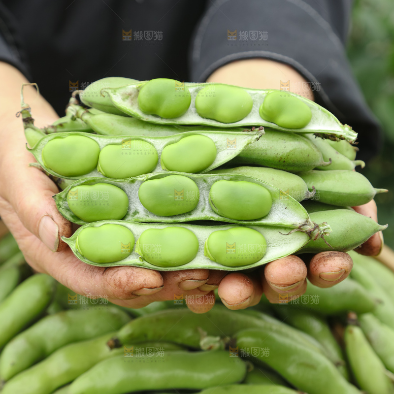 蚕豆
