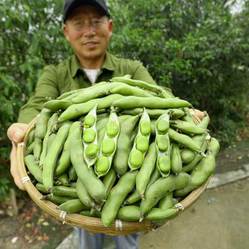 蚕豆