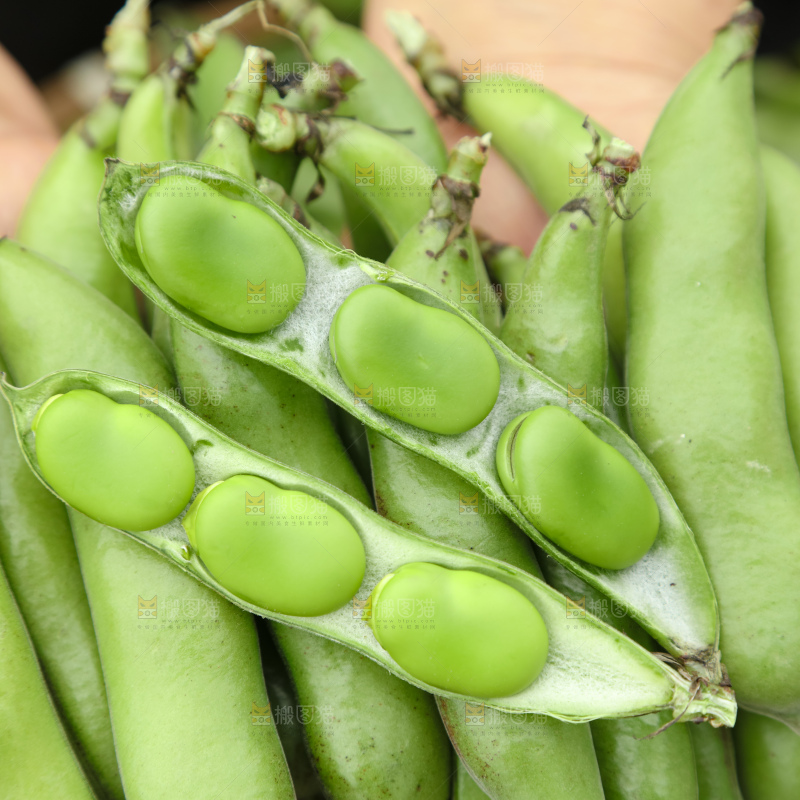 蚕豆