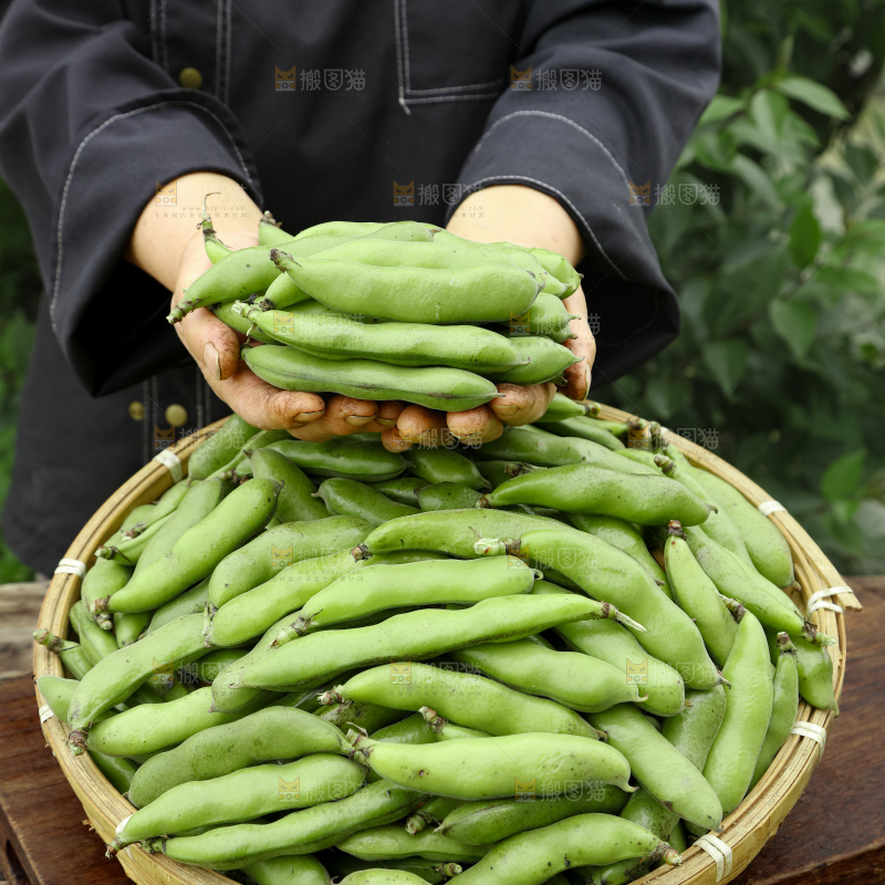 蚕豆