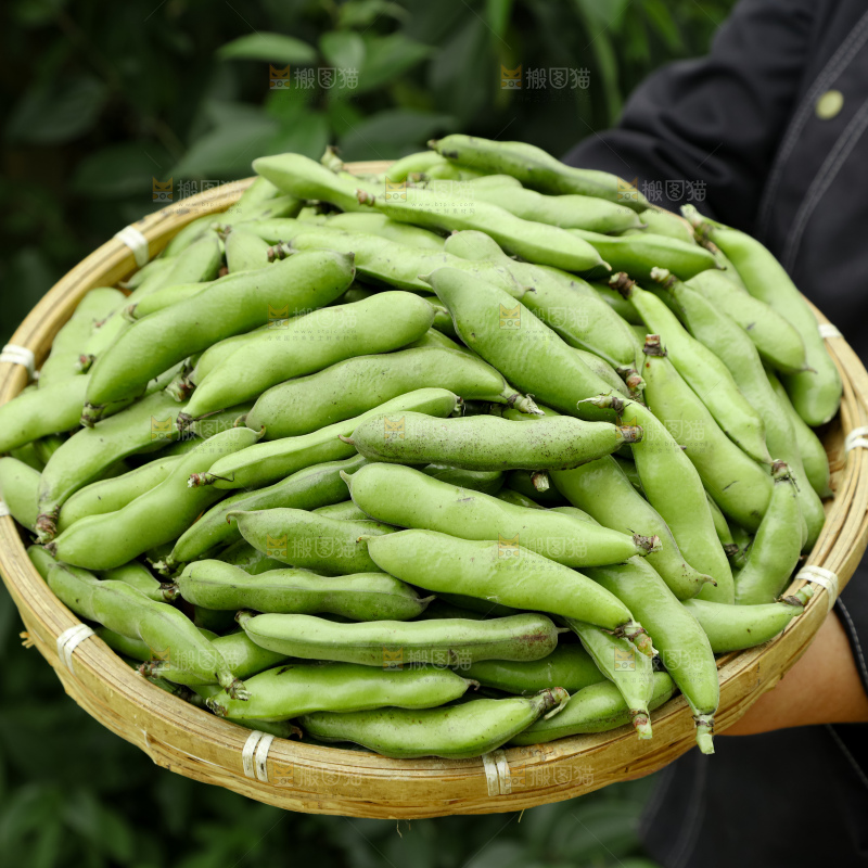 蚕豆