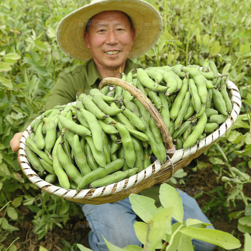 蚕豆
