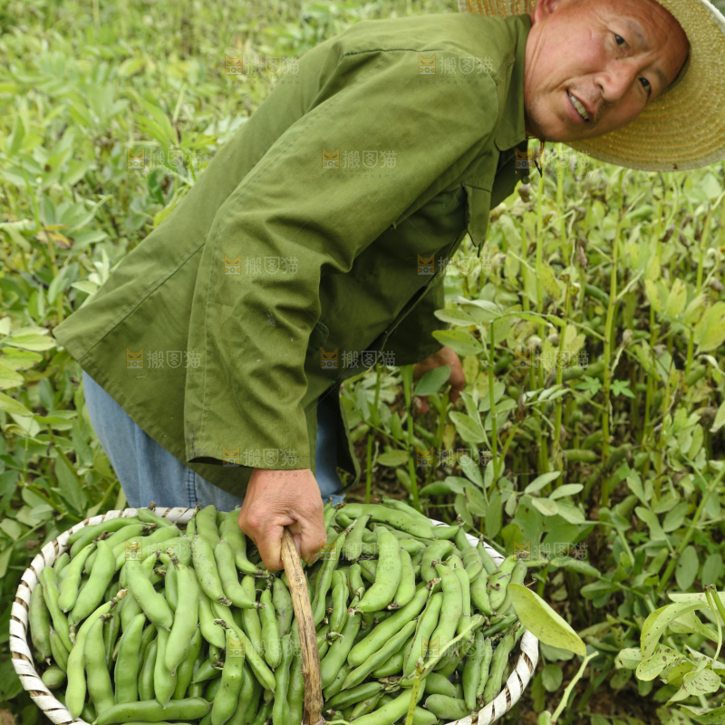 蚕豆