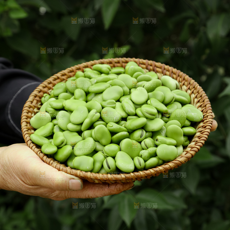 蚕豆
