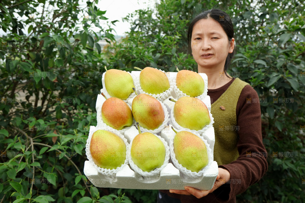 红香酥梨