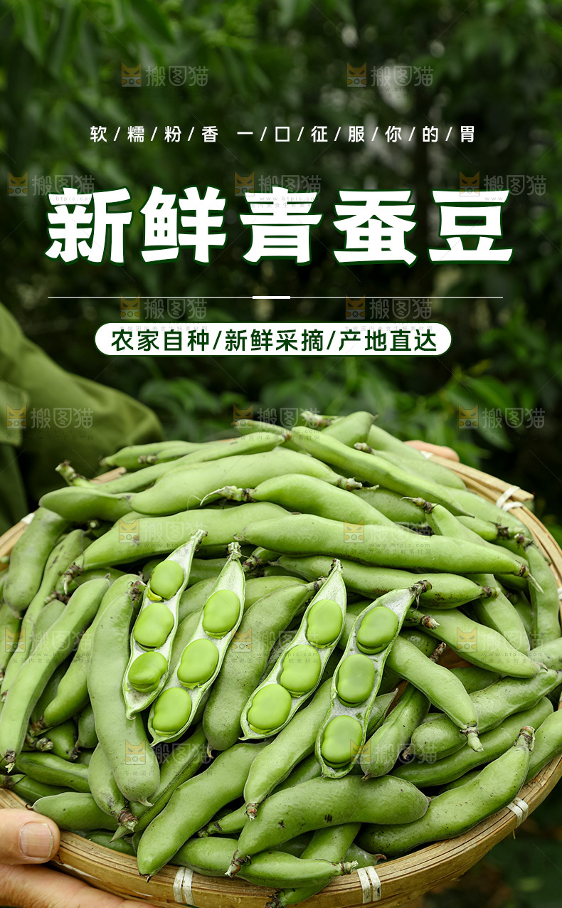 蚕豆详情页