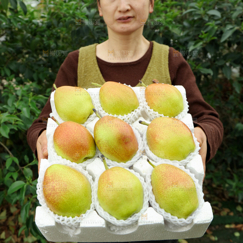 红香酥梨