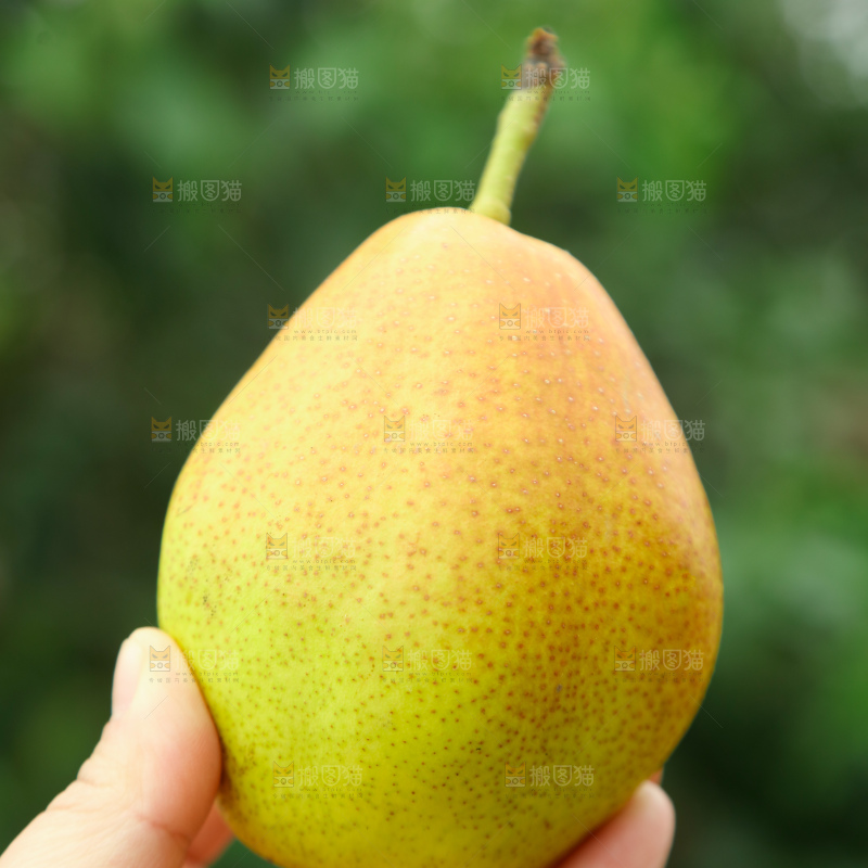 红香酥梨