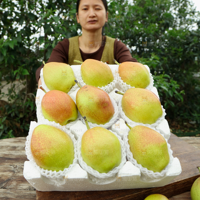 红香酥梨