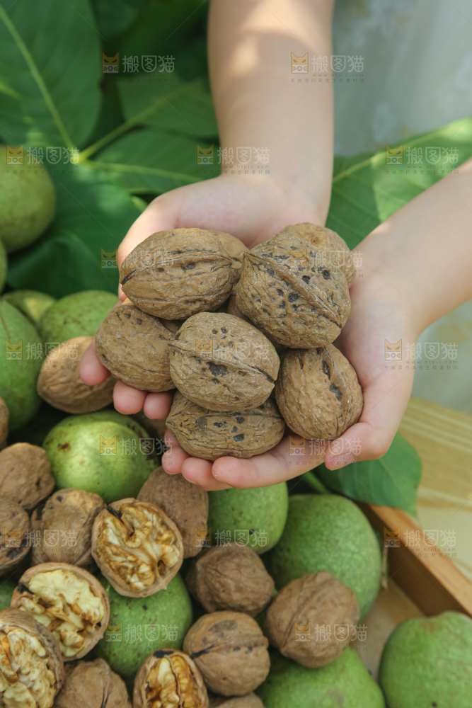 新鲜核桃