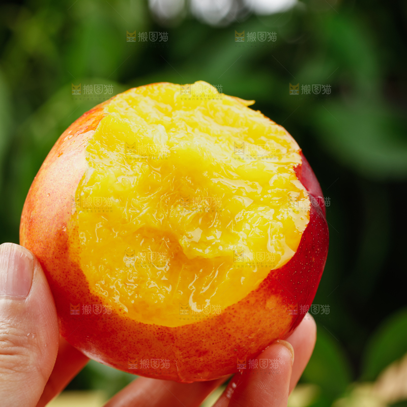 油桃