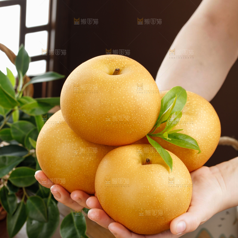 秋月梨